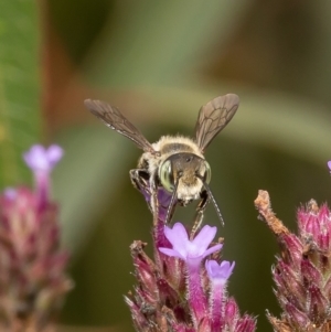 Megachile (Eutricharaea) serricauda at Macgregor, ACT - 28 Feb 2022 12:39 PM