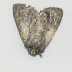 Neumichtis nigerrima (Black Turnip Moth) at Googong, NSW - 9 Feb 2022 by WHall