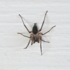 Clubiona sp. (genus) (Unidentified Stout Sac Spider) at Googong, NSW - 13 Feb 2022 by WHall