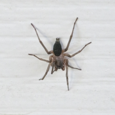 Clubiona sp. (genus) (Unidentified Stout Sac Spider) at Googong, NSW - 13 Feb 2022 by WHall