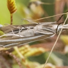 Hednota species near grammellus (Pyralid or snout moth) at Googong, NSW - 27 Feb 2022 by WHall