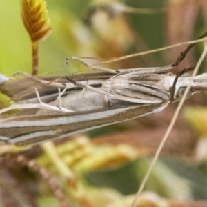 Hednota species near grammellus at Googong, NSW - 27 Feb 2022