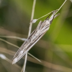 Hednota species near grammellus at Googong, NSW - 27 Feb 2022