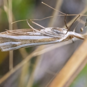 Hednota species near grammellus at Googong, NSW - 27 Feb 2022