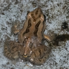 Crinia sp. (genus) (A froglet) at QPRC LGA - 24 Feb 2022 by WHall