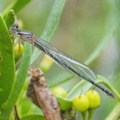 Xanthagrion erythroneurum (Red & Blue Damsel) at Googong, NSW - 27 Feb 2022 by WHall