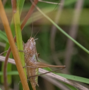 Conocephalus upoluensis at Googong, NSW - 27 Feb 2022