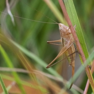 Conocephalus upoluensis at Googong, NSW - 27 Feb 2022