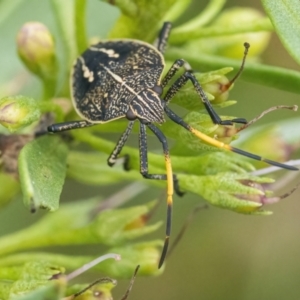 Theseus modestus at Googong, NSW - 27 Feb 2022 12:37 PM