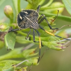 Theseus modestus (Gum tree shield bug) at Googong, NSW - 27 Feb 2022 by WHall