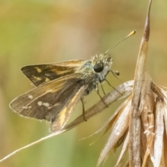 Taractrocera papyria (White-banded Grass-dart) at Googong, NSW - 27 Feb 2022 by WHall