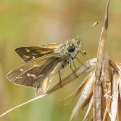 Taractrocera papyria (White-banded Grass-dart) at QPRC LGA - 27 Feb 2022 by WHall