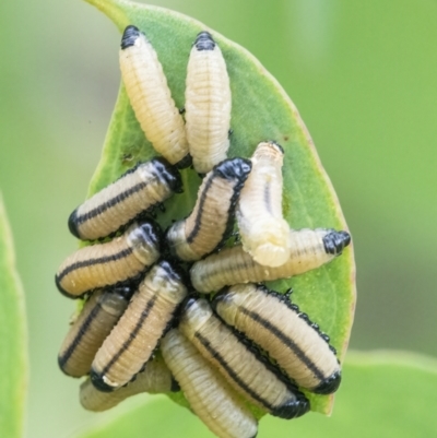 Paropsisterna cloelia (Eucalyptus variegated beetle) at QPRC LGA - 27 Feb 2022 by WHall