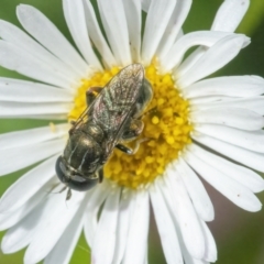 Eumerus sp. (genus) (A hoverfly) at Googong, NSW - 27 Feb 2022 by WHall