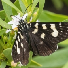 Phalaenoides tristifica (Willow-herb Day-moth) at Googong, NSW - 27 Feb 2022 by WHall