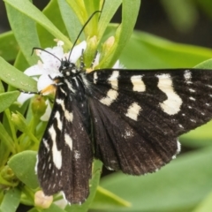 Phalaenoides tristifica (Willow-herb Day-moth) at Googong, NSW - 27 Feb 2022 by WHall