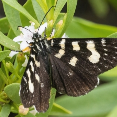 Phalaenoides tristifica (Willow-herb Day-moth) at Googong, NSW - 27 Feb 2022 by WHall