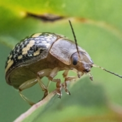 Paropsis pictipennis (Tea-tree button beetle) at QPRC LGA - 27 Feb 2022 by WHall