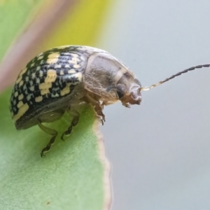 Paropsis pictipennis at Googong, NSW - 27 Feb 2022 01:07 PM