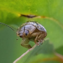 Paropsis pictipennis at Googong, NSW - 27 Feb 2022