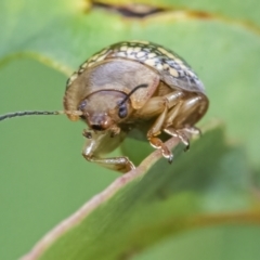 Paropsis pictipennis at Googong, NSW - 27 Feb 2022 01:07 PM