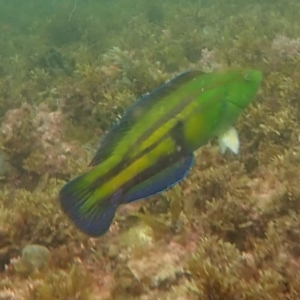 Pictilabrus laticlavius at Hyams Beach, NSW - 28 Feb 2022