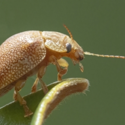 Paropsis atomaria (Eucalyptus leaf beetle) at QPRC LGA - 27 Feb 2022 by WHall