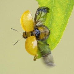 Paropsisterna cloelia (Eucalyptus variegated beetle) at QPRC LGA - 27 Feb 2022 by WHall