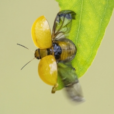 Paropsisterna cloelia (Eucalyptus variegated beetle) at QPRC LGA - 27 Feb 2022 by WHall