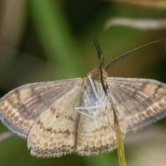 Scopula rubraria (Reddish Wave, Plantain Moth) at QPRC LGA - 27 Feb 2022 by WHall