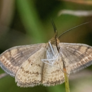 Scopula rubraria at Googong, NSW - 27 Feb 2022 12:50 PM