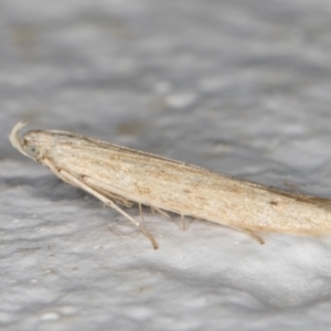 Batrachedra (genus) at Melba, ACT - 4 Jan 2022 11:36 PM