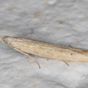 Batrachedra (genus) at Melba, ACT - 4 Jan 2022 11:36 PM