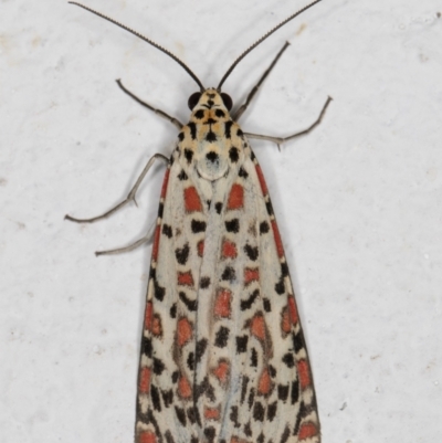 Utetheisa pulchelloides (Heliotrope Moth) at Melba, ACT - 4 Jan 2022 by kasiaaus