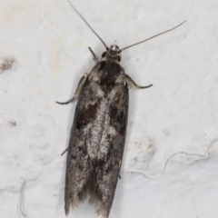 Oecophoridae (family) (Unidentified Oecophorid concealer moth) at Melba, ACT - 4 Jan 2022 by kasiaaus