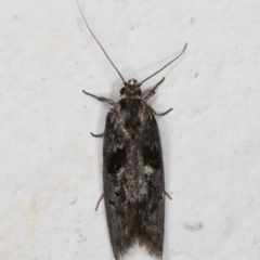 Oecophoridae (family) at Melba, ACT - 4 Jan 2022 11:39 PM