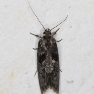 Oecophoridae (family) at Melba, ACT - 4 Jan 2022 11:39 PM