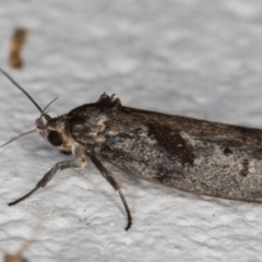 Oecophoridae (family) at Melba, ACT - 4 Jan 2022