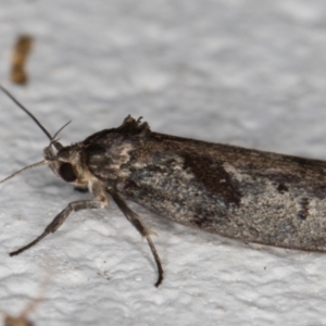 Oecophoridae (family) at Melba, ACT - 4 Jan 2022