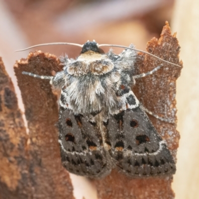 Proteuxoa sanguinipuncta (Blood-spotted Noctuid) at Googong, NSW - 19 Feb 2022 by WHall