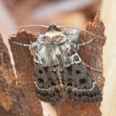 Proteuxoa sanguinipuncta (Blood-spotted Noctuid) at Googong, NSW - 18 Feb 2022 by WHall