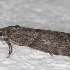 Heteromicta pachytera (Galleriinae subfamily moth) at Melba, ACT - 4 Jan 2022 by kasiaaus