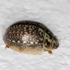 Paropsisterna decolorata (A Eucalyptus leaf beetle) at Melba, ACT - 4 Jan 2022 by kasiaaus