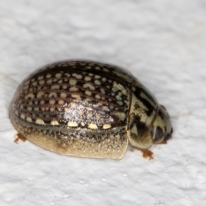 Paropsisterna decolorata at Melba, ACT - 4 Jan 2022 11:46 PM