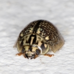 Paropsisterna decolorata at Melba, ACT - 4 Jan 2022 11:46 PM