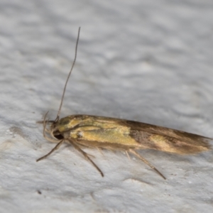 Stathmopoda crocophanes at Melba, ACT - 4 Jan 2022