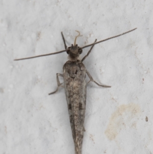 Lepidoptera provisional species 1 at Melba, ACT - 4 Jan 2022 11:57 PM