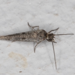 Lepidoptera provisional species 1 at Melba, ACT - 4 Jan 2022 11:57 PM