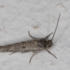 Lepidoptera provisional species 1 at Melba, ACT - 4 Jan 2022