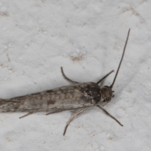 Lepidoptera provisional species 1 at Melba, ACT - 4 Jan 2022 11:57 PM